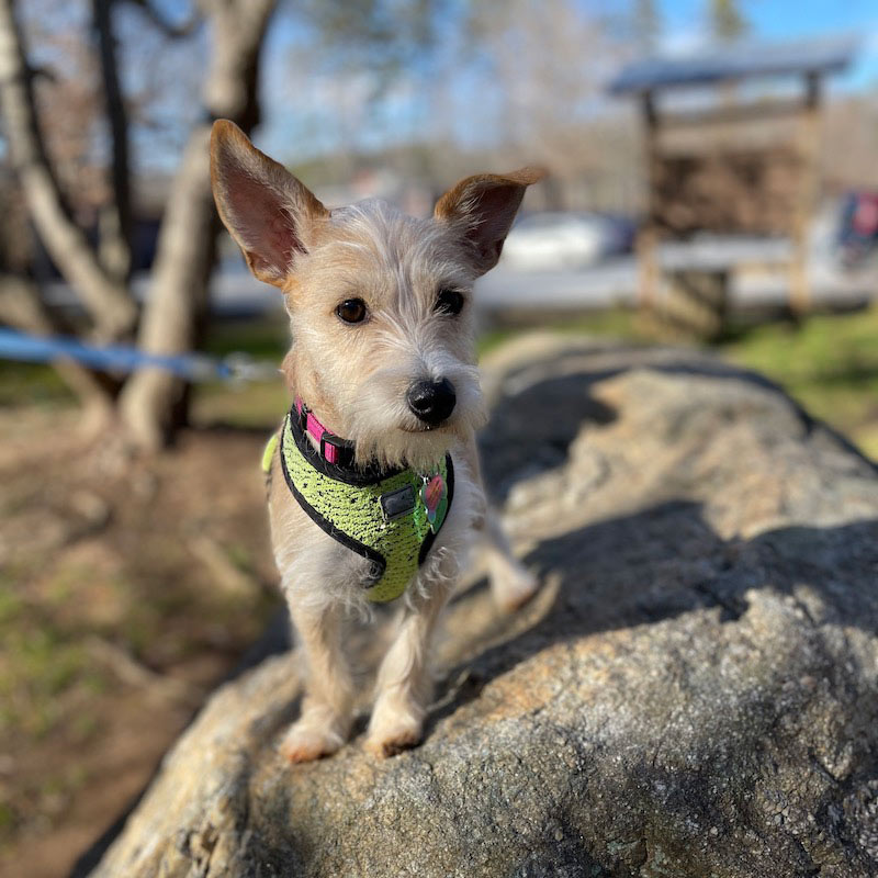 Catawba Valley Obedience Club, Hickory, NC